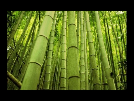 Flûte rythmique Bambou seule